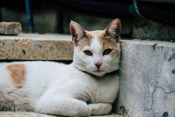 Limassol Chipre Marzo 2020 Vista Del Gato Doméstico Viviendo Las —  Fotos de Stock