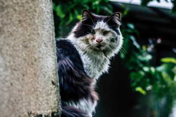 Limassol Cyprus March 2020 View Domestic Cat Living Streets Limassol — Stock Photo, Image