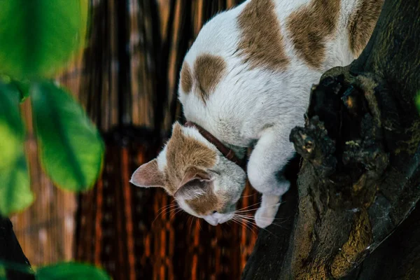 Limassol Zypern März 2020 Blick Auf Die Hauskatze Die Den — Stockfoto