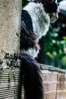 Limasol Kıbrıs Rum Kesimi 26 Mart 2020 Kıbrıs Rum Kesimi 'nde Limasol sokaklarında yaşayan evcil kedinin görüntüsü