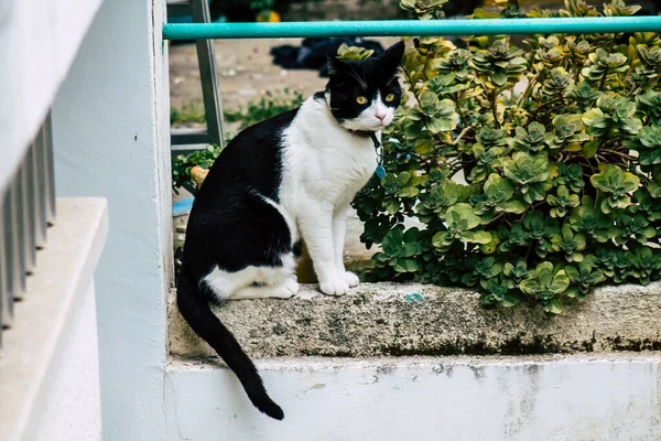 Limassol Kypr Března 2020 Pohled Domácí Kočku Žijící Ulicích Limassolu — Stock fotografie