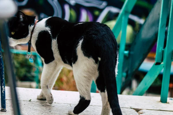 Limassol Chipre Março 2020 Vista Gato Doméstico Que Vive Nas — Fotografia de Stock