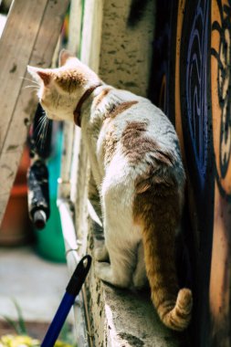 Limasol Kıbrıs Rum Kesimi 28 Mart 2020 Kıbrıs Rum Kesimi 'nde Limasol sokaklarında yaşayan evcil kedinin görüntüsü