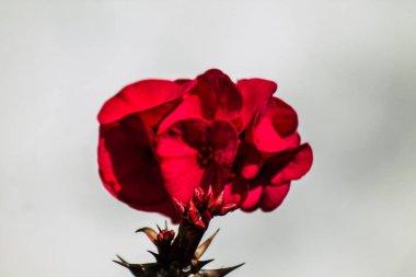 Limasol Kıbrıs Rum Kesimi 28 Mart 2020 Kıbrıs Rum Kesimi 'nin Limasol adasının sokaklarında büyüyen çiçek manzarası