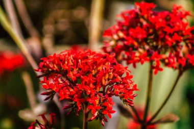 Limasol Kıbrıs Rum Kesimi 28 Mart 2020 Kıbrıs Rum Kesimi 'nin Limasol adasının sokaklarında büyüyen çiçek manzarası