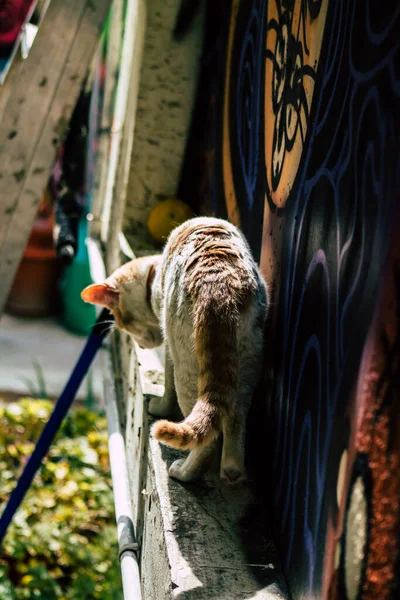 Limassol Cyprus March 2020 View Domestic Cat Living Streets Limassol — Stock Photo, Image