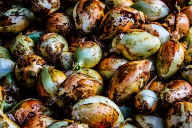 Kudüs İsrail, 18 Ağustos 2018 Mahane Yehuda Pazarı 'nda satılan çeşitli sebzelerin yakın çekimi, Shuk olarak da bilinir, Kudüs' te bir pazar yeri ve Orta Doğu 'nun en ünlülerinden biridir.