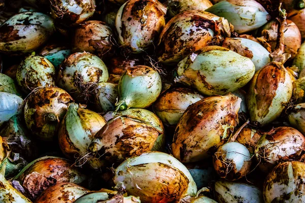 Kudüs İsrail, 18 Ağustos 2018 Mahane Yehuda Pazarı 'nda satılan çeşitli sebzelerin yakın çekimi, Shuk olarak da bilinir, Kudüs' te bir pazar yeri ve Orta Doğu 'nun en ünlülerinden biridir.