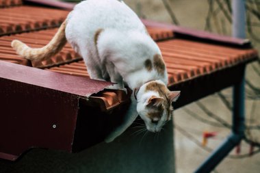 Limasol Kıbrıs Rum Kesimi 01 Nisan 2020 Kıbrıs Rum Kesimi 'nde Limasol sokaklarında yaşayan evcil kedinin görüntüsü