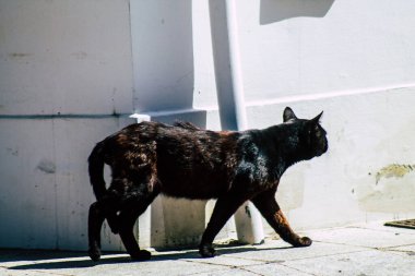 Limasol Kıbrıs Rum Kesimi 01 Nisan 2020 Kıbrıs Rum Kesimi 'nde Limasol sokaklarında yaşayan evcil kedinin görüntüsü