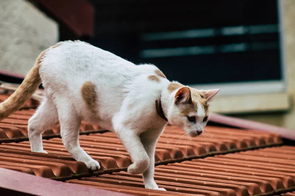 Limassol Cyprus April 2020 View Domestic Cat Living Streets Limassol — Stock Photo, Image