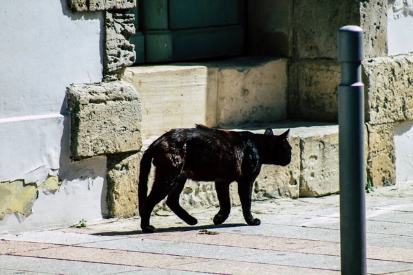 Limassol Chipre Abril 2020 Vista Gato Doméstico Que Vive Nas — Fotografia de Stock