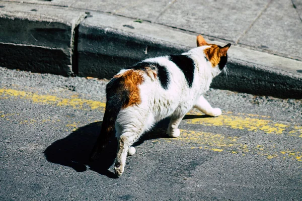 Limassol Ciprus Április 2020 View Domestic Cat Living Streets Limassol — Stock Fotó