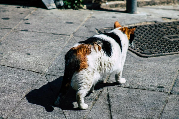 Limassol Cypern April 2020 Utsikt Över Inhemska Katt Bor Gatorna — Stockfoto