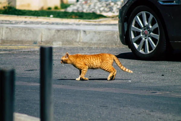 Limassol Chipre Abril 2020 Vista Gato Doméstico Que Vive Nas — Fotografia de Stock