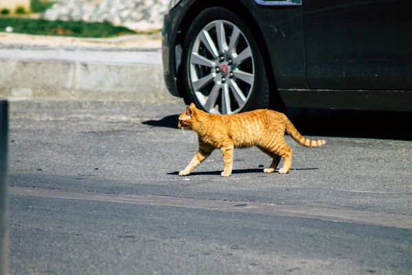 Limassol Chipre Abril 2020 Vista Del Gato Doméstico Que Vive — Foto de Stock