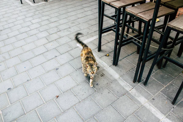 Tel Aviv Israel April 2020 Zicht Een Verlaten Kat Straten — Stockfoto