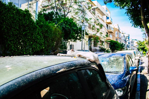 Tel Aviv Israel Abril 2020 Vista Gato Abandonado Las Calles —  Fotos de Stock