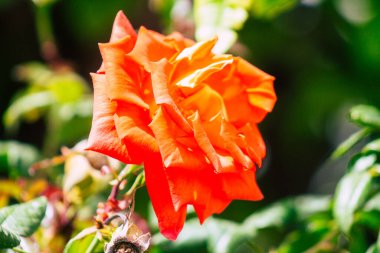 Limasol Kıbrıs Rum Kesimi 06 Nisan 2020 Kıbrıs Rum Kesimi 'nin Limasol adasının sokaklarında büyüyen çiçek manzarası