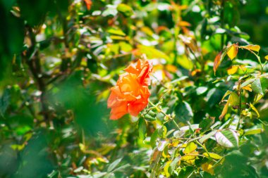 Limasol Kıbrıs Rum Kesimi 06 Nisan 2020 Kıbrıs Rum Kesimi 'nin Limasol adasının sokaklarında büyüyen çiçek manzarası