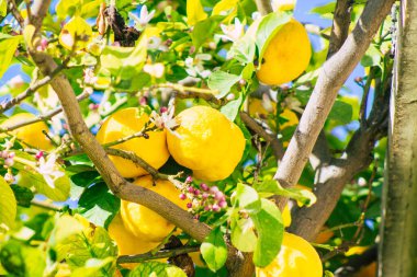 Limasol Kıbrıs Rum Kesimi 06 Nisan 2020 Kıbrıs 'ta Limasol sokaklarında büyüyen çeşitli limonların görüntüsü