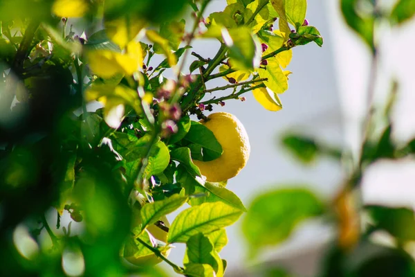 Limassol Cipro Aprile 2020 Veduta Vari Limoni Che Crescono Nelle — Foto Stock