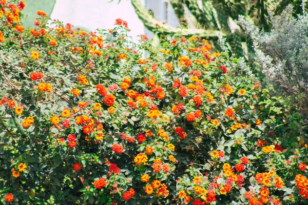 Limassol Chipre Abril 2020 Vista Das Flores Que Crescem Nas — Fotografia de Stock