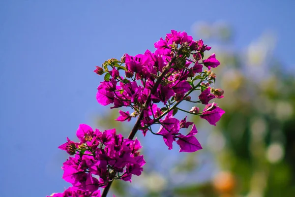 Limassol Chipre Abril 2020 Vista Das Flores Que Crescem Nas — Fotografia de Stock
