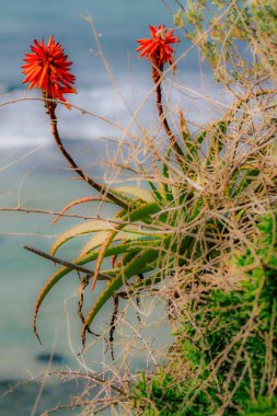 İlkbaharda sokaklarda yetişen çeşitli renkli çiçeklerin yakın çekimi
