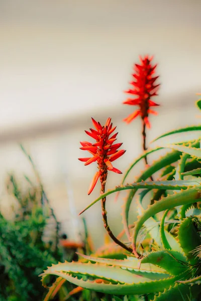 Nahaufnahme Von Verschiedenen Bunten Blumen Die Frühling Auf Der Straße — Stockfoto