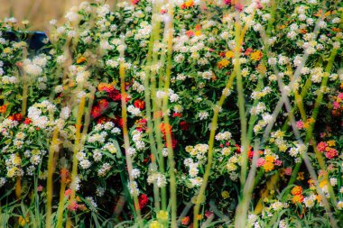 İlkbaharda sokaklarda yetişen çeşitli renkli çiçeklerin yakın çekimi