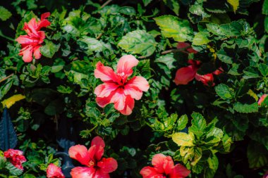 İlkbaharda sokaklarda yetişen çeşitli renkli çiçeklerin yakın çekimi