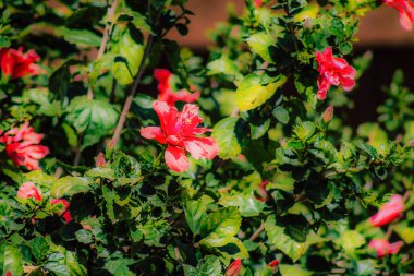 İlkbaharda sokaklarda yetişen çeşitli renkli çiçeklerin yakın çekimi