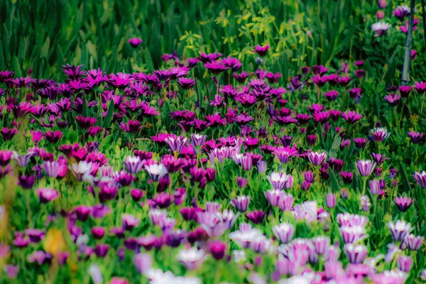 Closeup Various Colorful Flowers Growing Street Spring — Stock Photo, Image