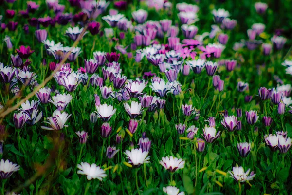 Close Várias Flores Coloridas Crescendo Rua Primavera — Fotografia de Stock