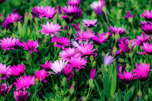 Lkbaharda Sokaklarda Yetişen Çeşitli Renkli Çiçeklerin Yakın Çekimi — Stok fotoğraf