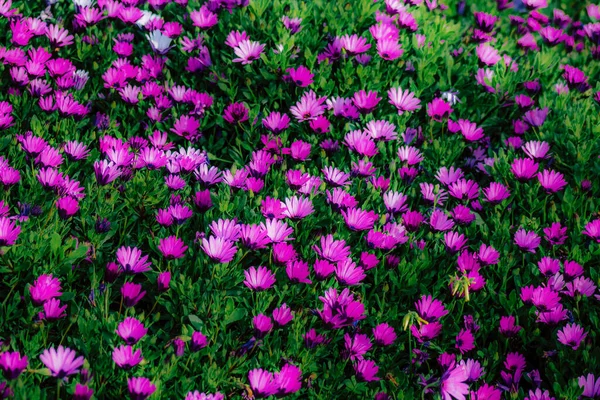 거리에서 자라는 형형색색의 꽃들의 — 스톡 사진