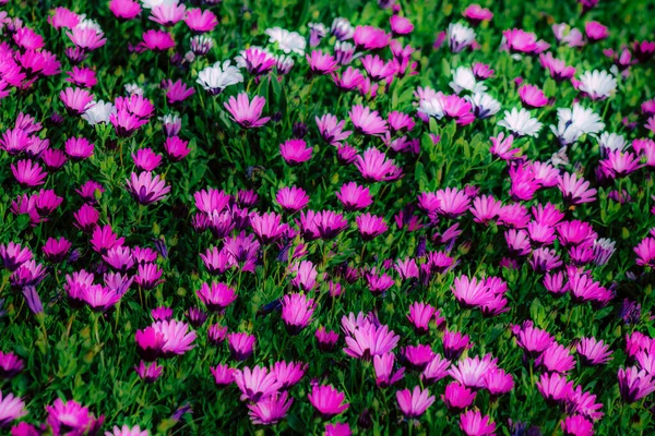 Close Várias Flores Coloridas Crescendo Rua Primavera — Fotografia de Stock