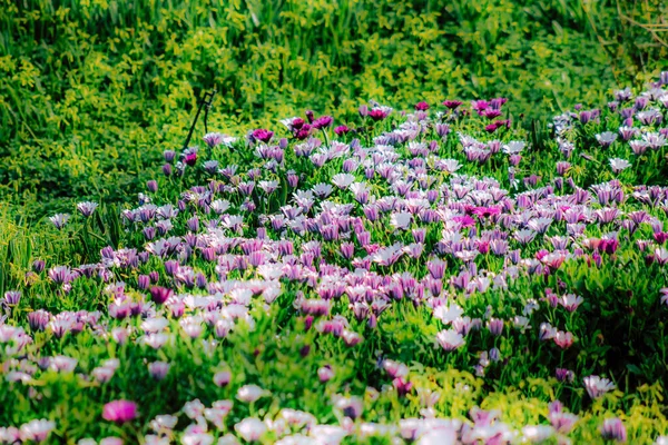 Closeup Various Colorful Flowers Growing Street Spring — Stock Photo, Image