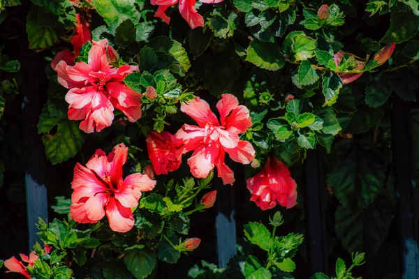 Close Várias Flores Coloridas Crescendo Rua Primavera — Fotografia de Stock