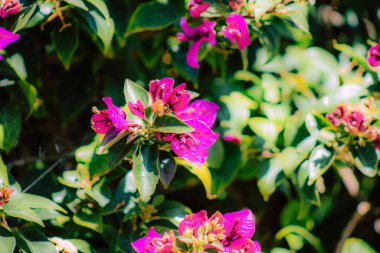 İlkbaharda sokaklarda yetişen çeşitli renkli çiçeklerin yakın çekimi