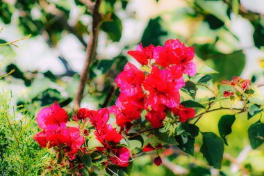 İlkbaharda sokaklarda yetişen çeşitli renkli çiçeklerin yakın çekimi