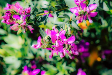 İlkbaharda sokaklarda yetişen çeşitli renkli çiçeklerin yakın çekimi