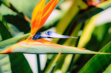İlkbaharda sokaklarda yetişen çeşitli renkli çiçeklerin yakın çekimi