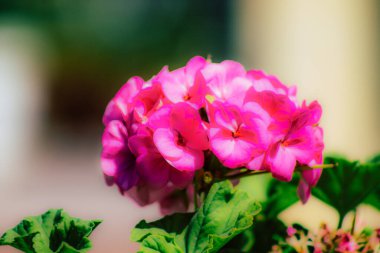 İlkbaharda sokaklarda yetişen çeşitli renkli çiçeklerin yakın çekimi