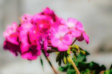 İlkbaharda sokaklarda yetişen çeşitli renkli çiçeklerin yakın çekimi