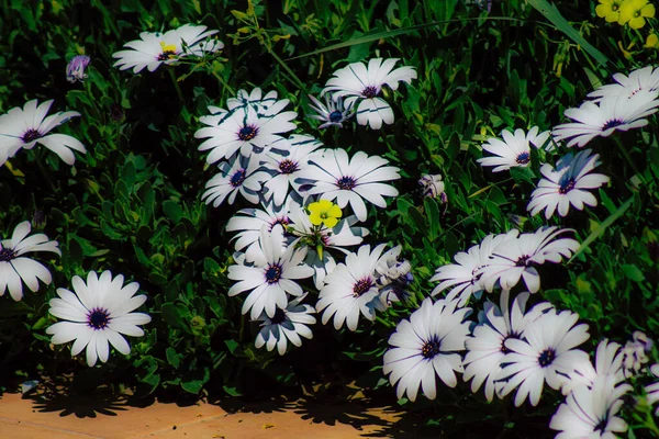Detailní Záběr Různé Barevné Květy Rostoucí Ulici Jaře — Stock fotografie