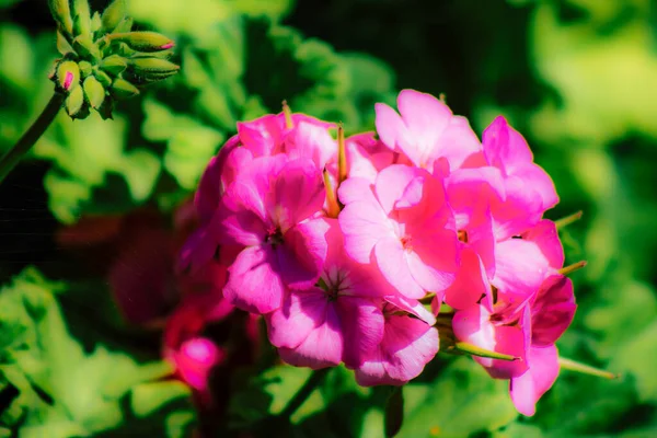 春になると通りに色とりどりの花が咲く — ストック写真