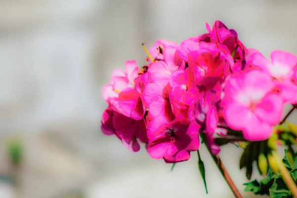 Close Várias Flores Coloridas Crescendo Rua Primavera — Fotografia de Stock