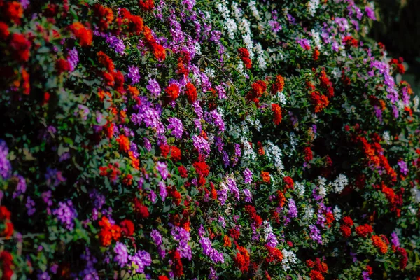 Closeup Various Colorful Flowers Growing Street Spring — Stock Photo, Image